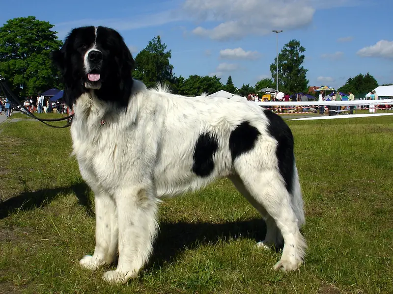 Landseer - Dog breed similar to Chinook