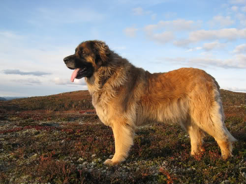 Leonberger - Working breed known for being Affectionate and Gentle