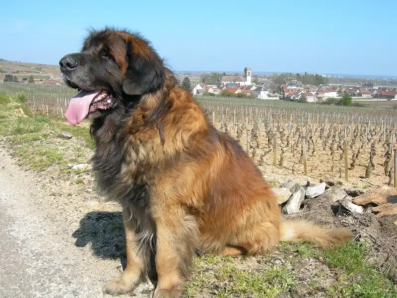 Leonberger photo thumbnail 3