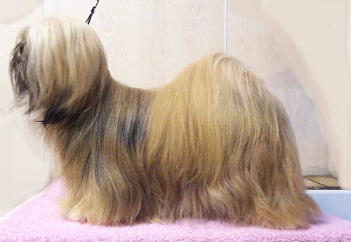 Lhasa Apso, a 71% match to Pekingese