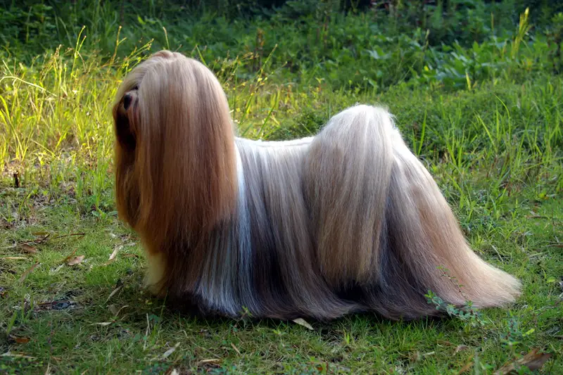 Lhasa Apso photo thumbnail 3