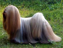 Lhasa Apso close-up photo