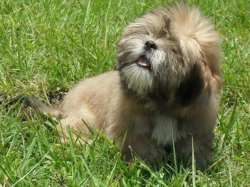 Lhasa Apso - Image 3