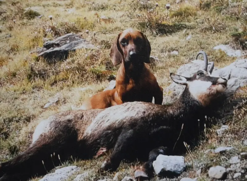 Limer - Dog breed similar to Dalbo