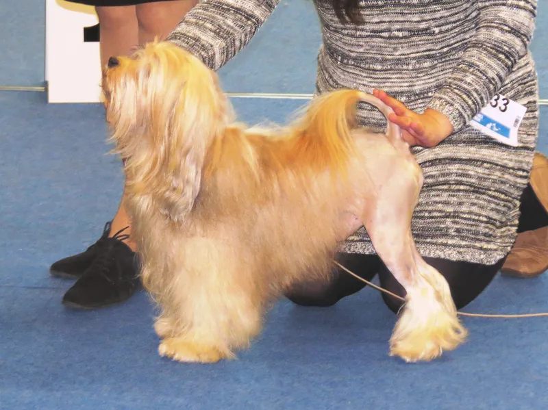 Lowchen side profile view