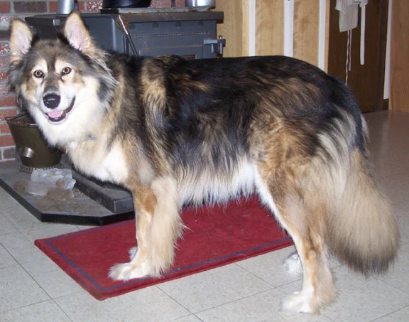 Mackenzie River Husky, a 89% match to Alaskan Husky