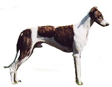 Magyar Agar photo thumbnail 3