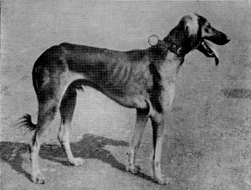 Mahratta Hound - Dog breed similar to Hortaya Borzaya