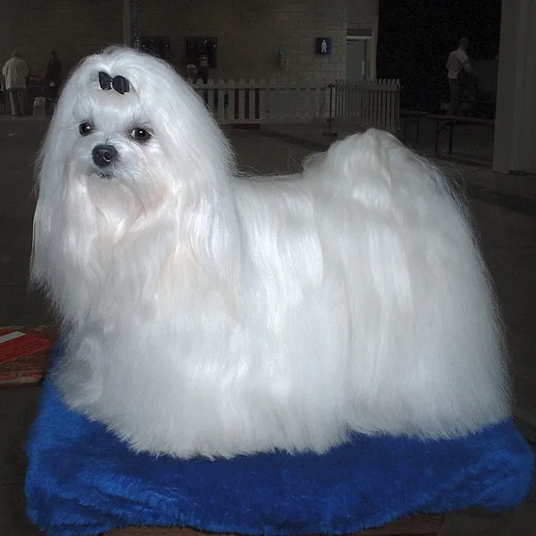 Maltese - Toy breed known for being Affectionate and Fearless