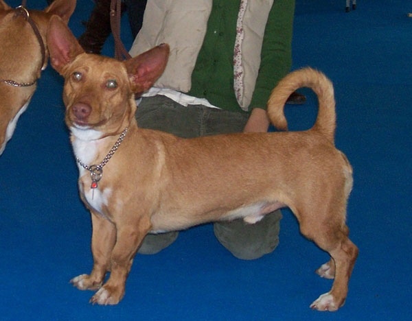 Maneto - Dog breed similar to Pachon Navarro