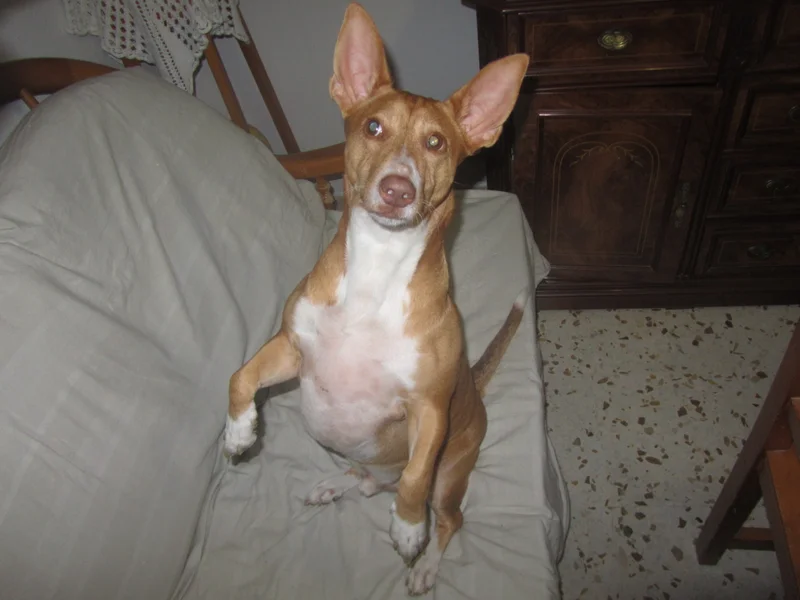 Maneto photo thumbnail 2