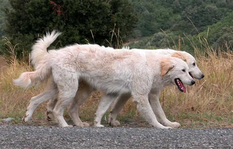Maremmano-Abruzzese Sheepdog photo thumbnail 2