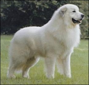 Maremmano-Abruzzese Sheepdog full body photo