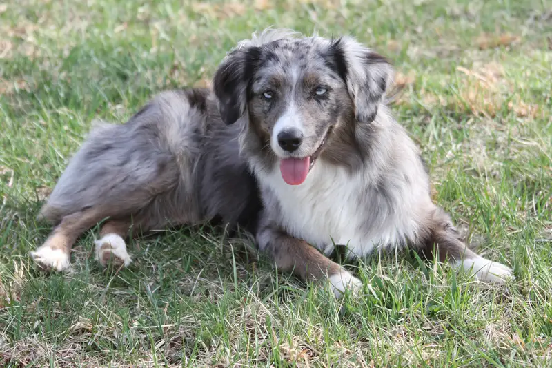 Miniature American Shepherd - Herding breed known for being Affectionate and Energetic