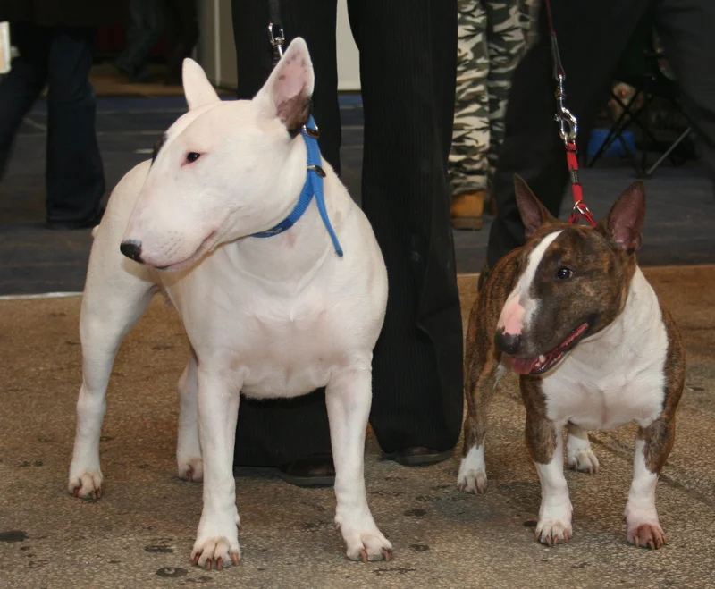 Miniature Bull Terrier photo thumbnail 2