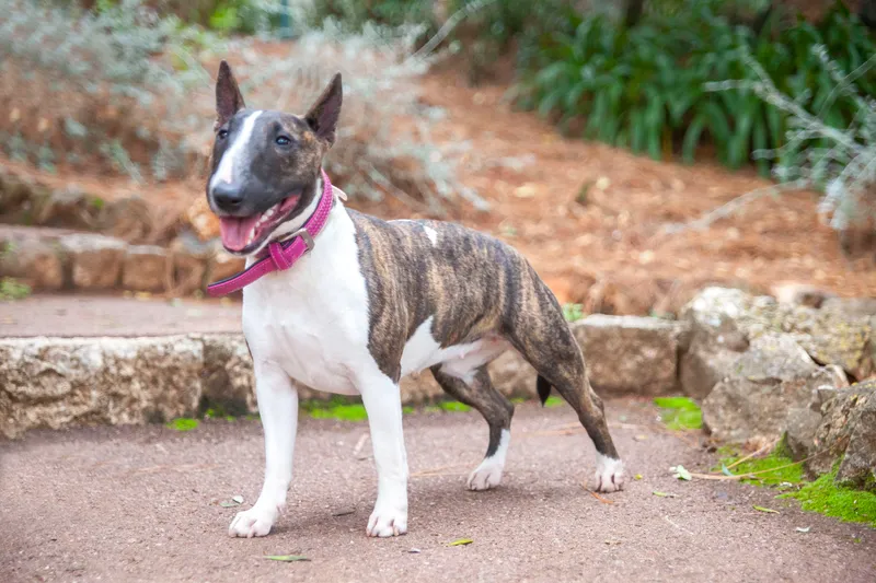 Miniature Bull Terrier full body photo