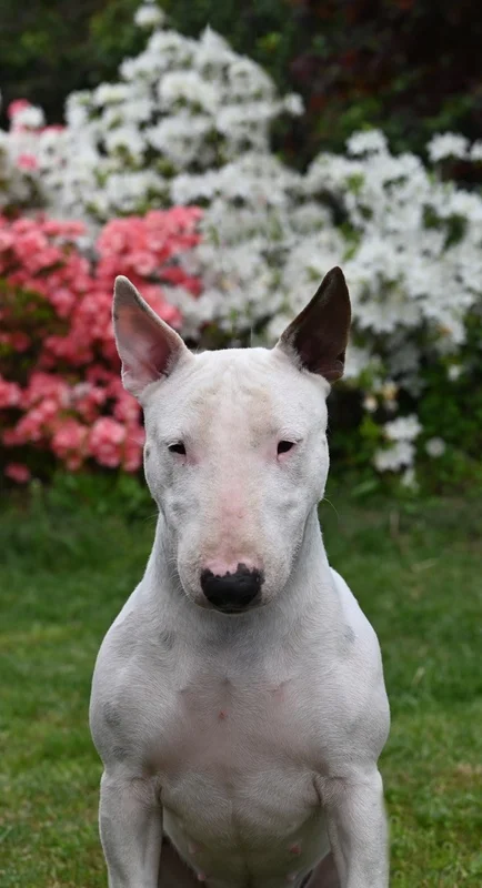 Miniature Bull Terrier thumbnail 4