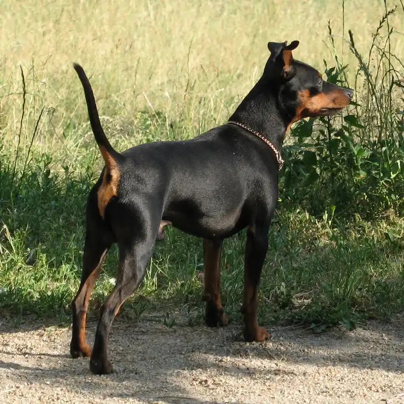 Miniature Pinscher thumbnail 3