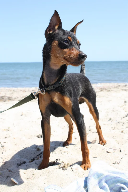 Miniature Pinscher thumbnail 5