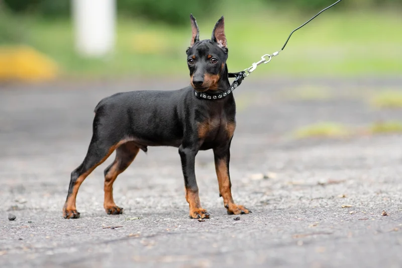 Miniature Pinscher thumbnail 2