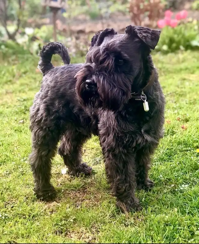 Miniature Schnauzer thumbnail 4