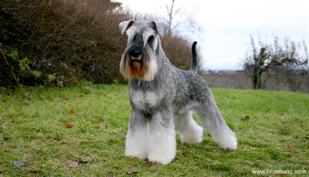 Miniature Schnauzer close-up photo