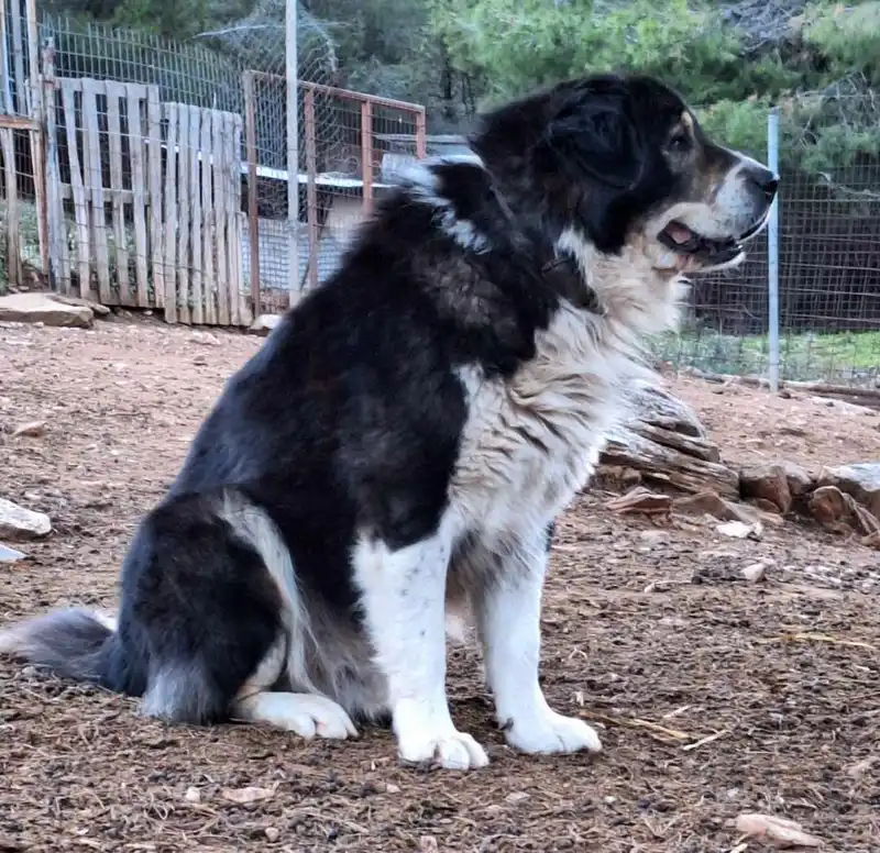 Molossus of Epirus - Dog breed similar to Kars