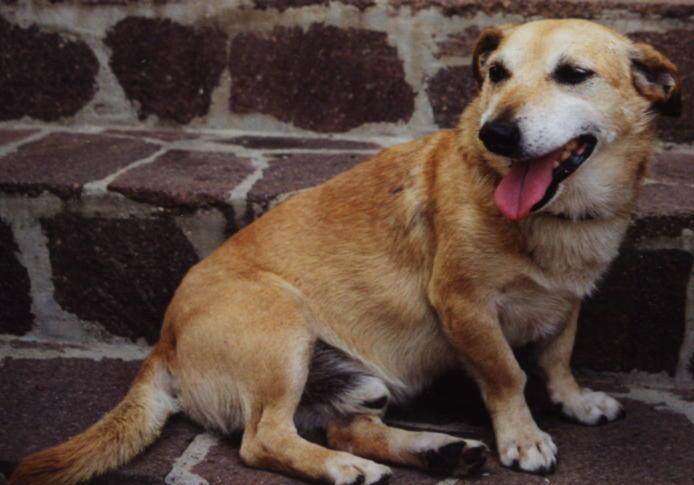 Mongrel photo thumbnail 5