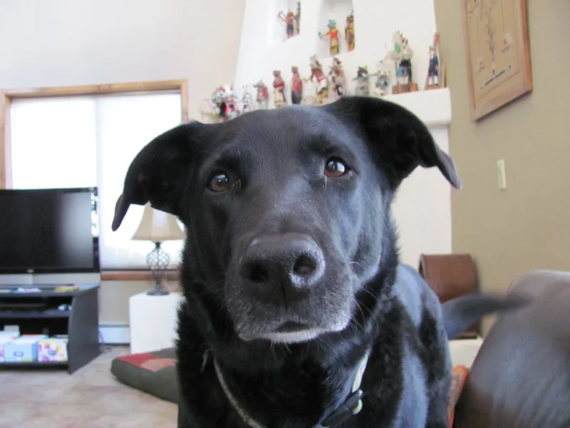 Mongrel showing breed features