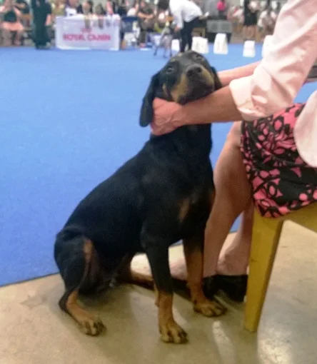 Montenegrin Mountain Hound side profile view