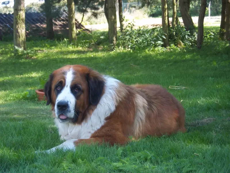 Moscow Watchdog - Working breed known for being Assertive and Calm