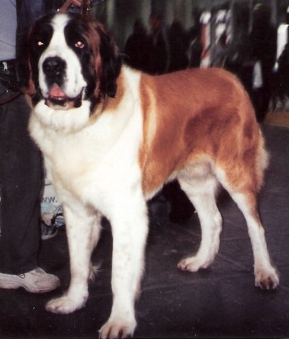 Moscow Watchdog thumbnail 3