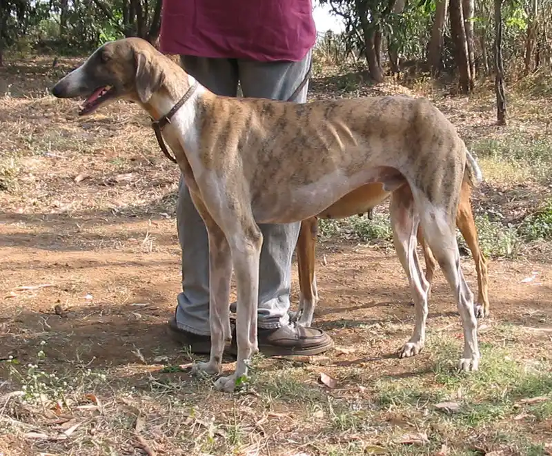 Mudhol Hound side profile view