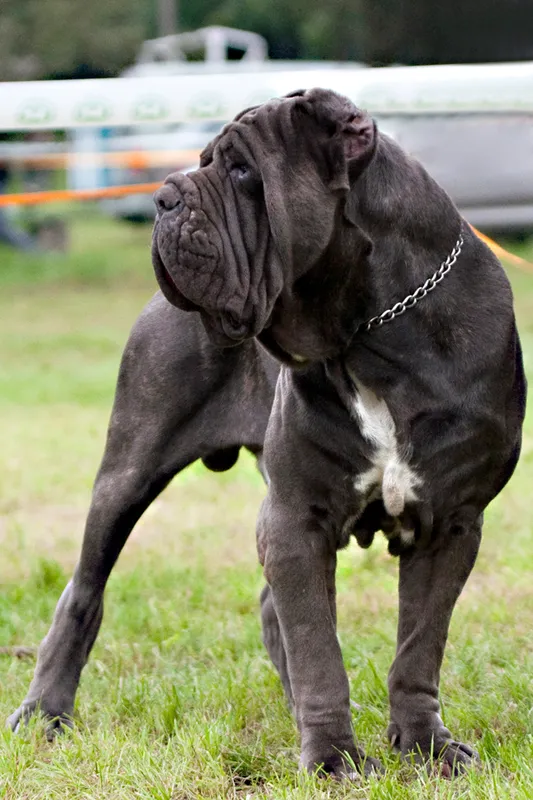 Neapolitan Mastiff - Working breed known for being Calm and Independent