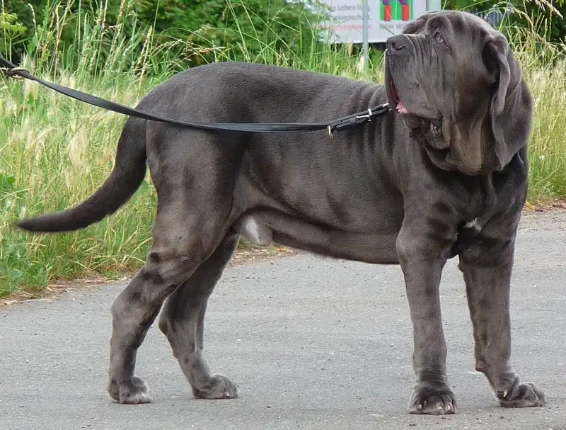 Neapolitan Mastiff photo thumbnail 2