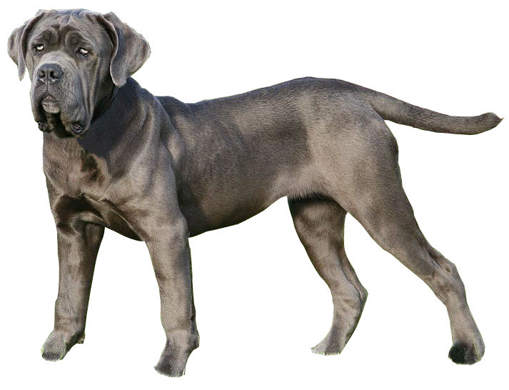 Neapolitan Mastiff full body photo