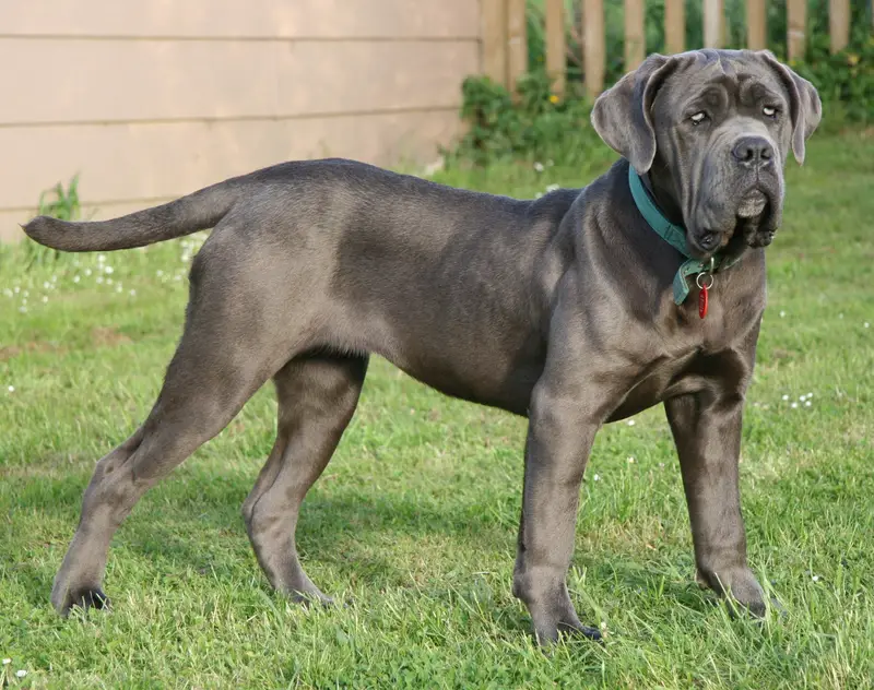 Neapolitan Mastiff thumbnail 2