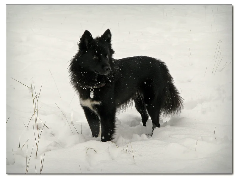 Nenets Herding Laika - Dog breed similar to Canadian Eskimo Dog