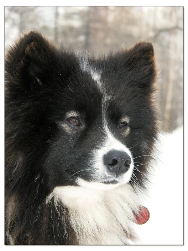 Nenets Herding Laika - Image 2