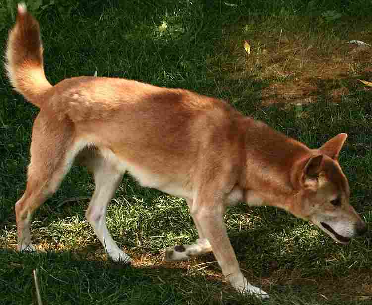 New Guinea Singing Dog, a 85% match to Jagdterrier