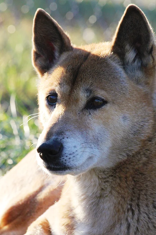 New Guinea Singing Dog photo thumbnail 3