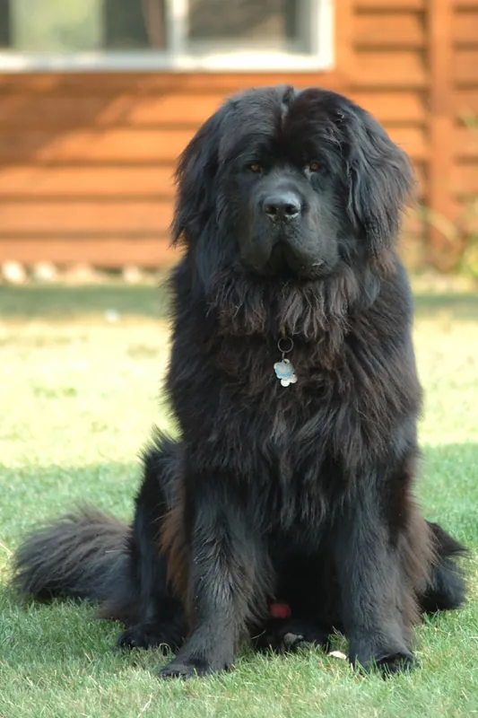 Newfoundland - Working breed known for being Affectionate and Calm