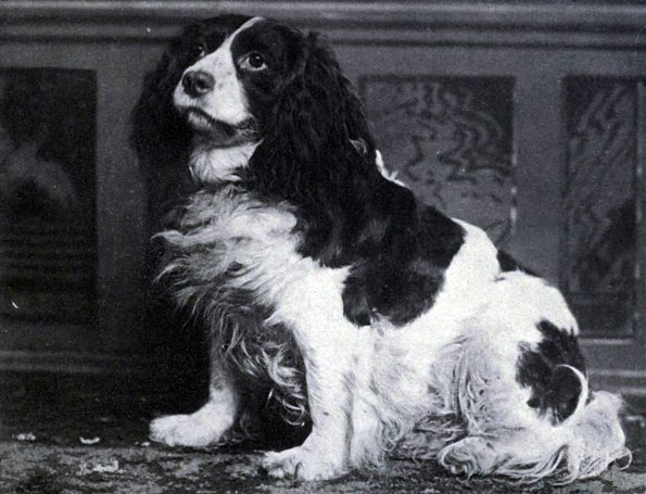 Norfolk Spaniel - Image 1