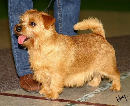 Norfolk Terrier - The Norfolk Terrier is a small, energetic breed known for its bold personality and hunting instincts. Affectionate and loyal, they thrive on human companionship and require regular exercise.