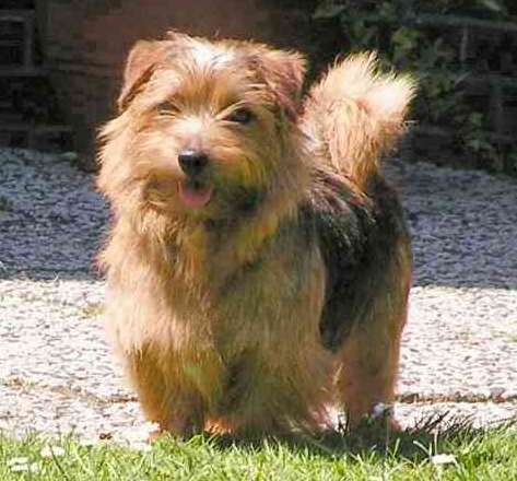 Norfolk Terrier - Image 1