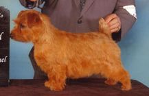 Norfolk Terrier - Image 3