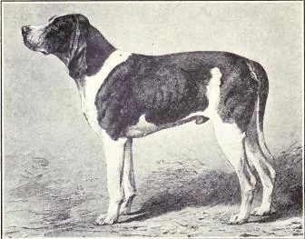 Norman Hound - Hound breed known for being Affectionate and Gentle