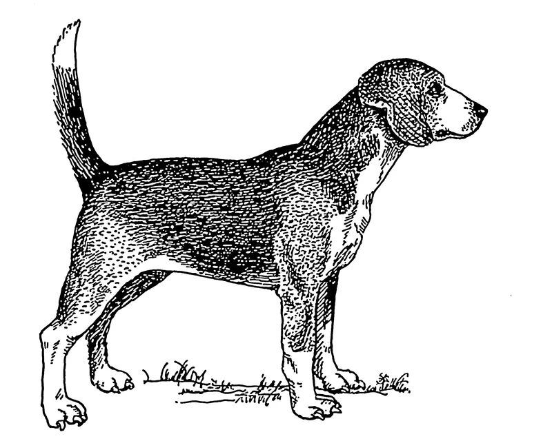 North Country Beagle - The North Country Beagle is a historical English breed known for its affectionate nature and hunting abilities. With a sturdy build and friendly demeanor, they make excellent companions for active families.