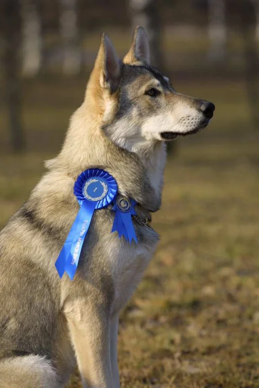Northern Inuit Dog - Mixed Breed breed known for being Affectionate and Energetic