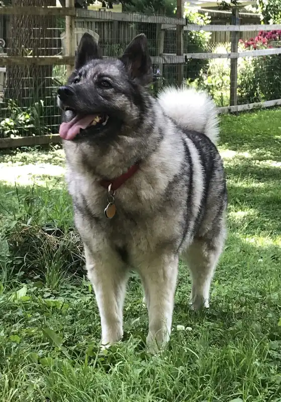 Norwegian Elkhound - Hound breed known for being Bold and Independent